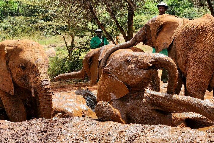 Hoteller i nærheden af Elephants Orphanage & Giraffe Center