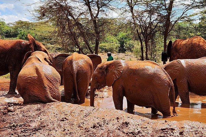 Hoteller i nærheden af Elephants Orphanage & Giraffe Center