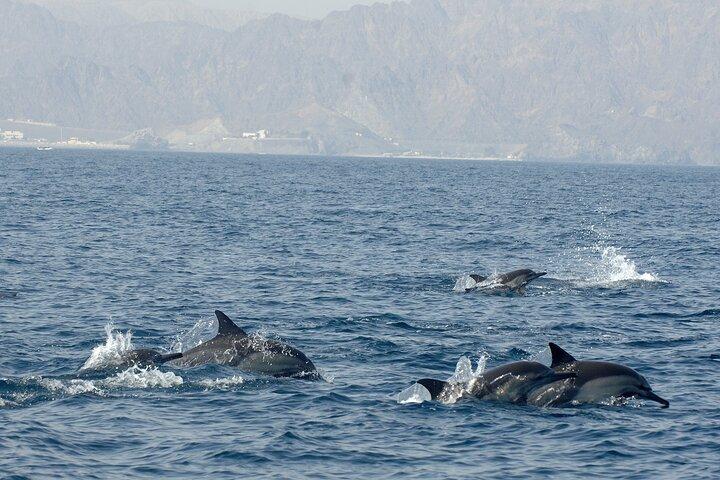 Oplev delfinsafari og snorkling i Muscat