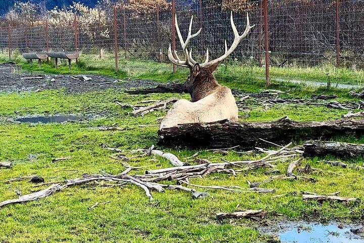 Ultimate Anchorage Summer Wildlife Tour