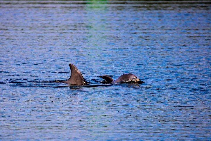 Cocoa Beach Delfin- und Wildtiertour