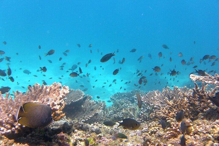 マスカット：デイマニヤット島自然保護区とイルカウォッチング
