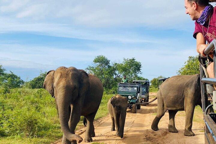 Udawalawe National Park Halvdags Jeep Safari (privat tur)