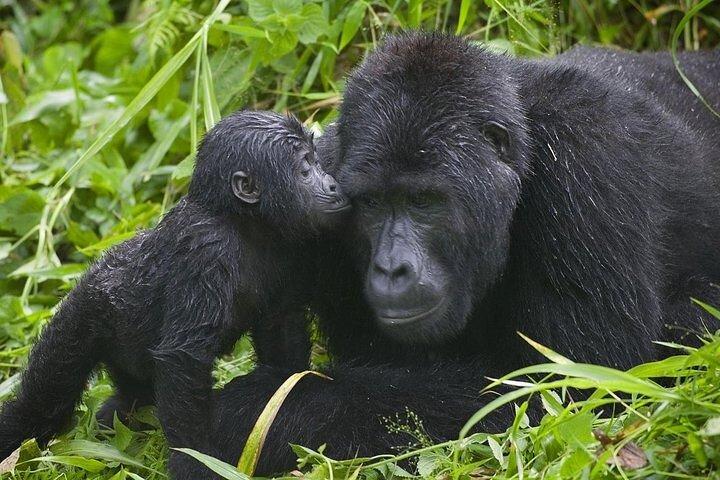 Safari particular de 7 dias para gorilas e chimpanzés em Uganda