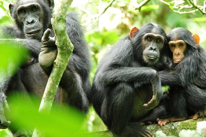 7-tägige private Gorilla- und Schimpansen-Trekkingsafari in Uganda
