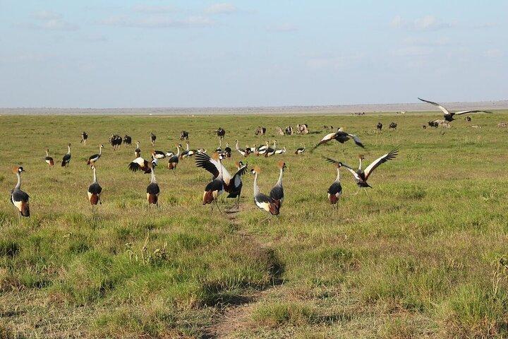 6 Days and 5 Nights Guided Safari Tour in a Land Cruiser
