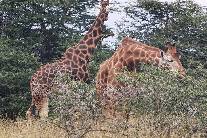 Visite guidée du parc national de Nairobi et du Giraffe Centre