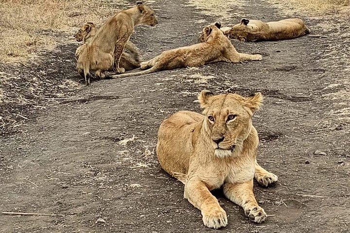 ナイロビ国立公園とキリン センターのガイド付きサファリ ツアー