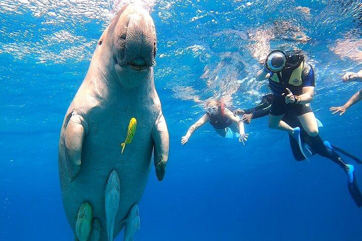 ジュゴンとカメと一緒にシュノーケリングをするマルサ・ムバラク - marsaalam