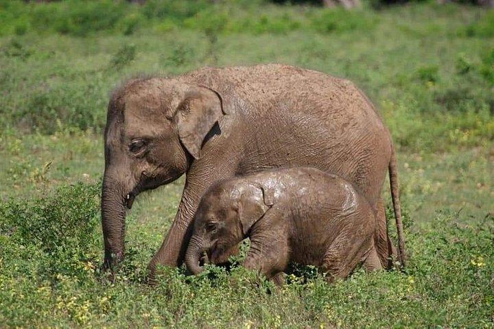 8 Days Private Guided Tour in Sri Lanka with accommodation (BB)