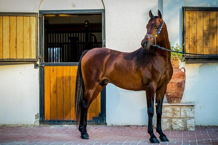 Experiência particular de passeios a cavalo em Doha
