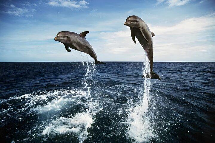 Geweldige Bali Dolphin Watching reiservaring