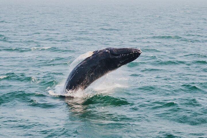 Combo : Whale Watching, shopping e Beach Time