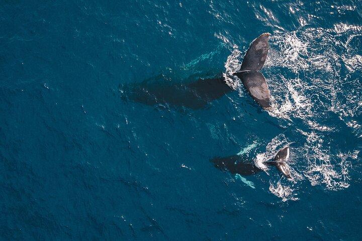 Combo : Whale Watching, shopping e Beach Time