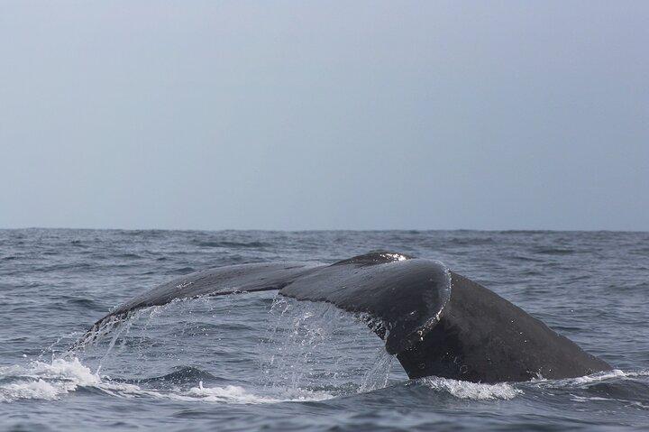 Combo : Whale Watching, shopping e Beach Time