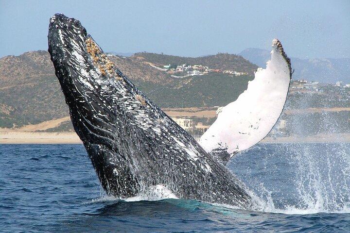 Speed Boat Whale Watching Tour