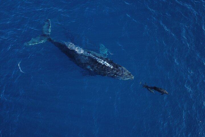 Speed Boat Whale Watching Tour