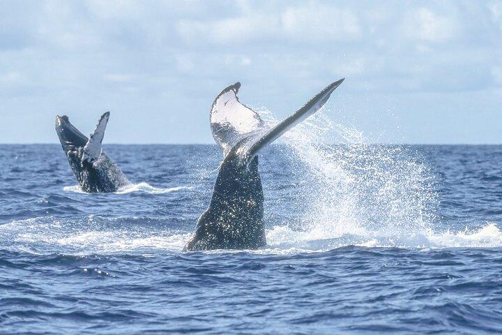 Speed Boat Whale Watching Tour