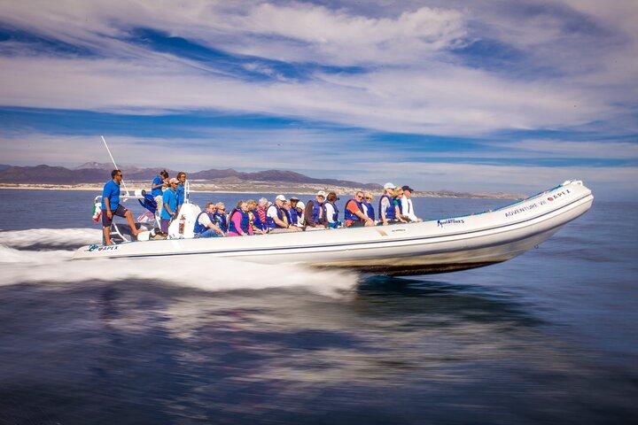 Speed Boat Whale Watching Tour