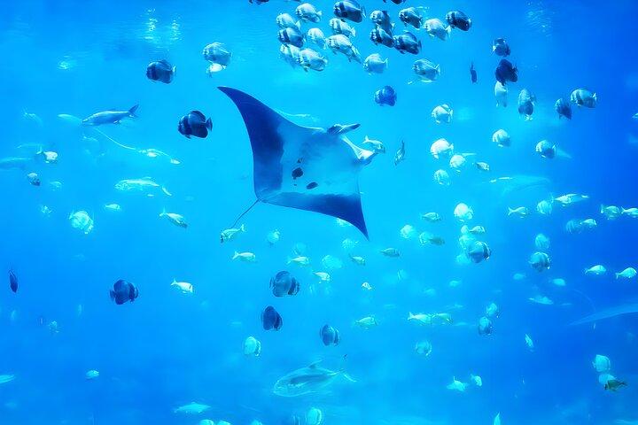 Nusa Penida Island Beach Tour With Snorkeling - Departure From Bali Island