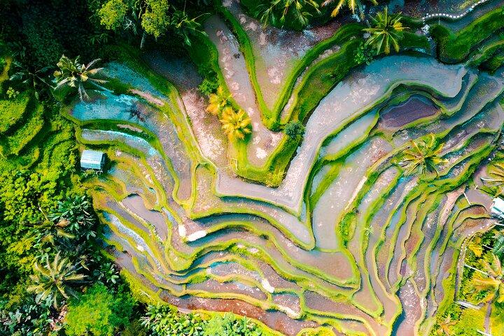 バリ島半日ツアー：ウブド村の探索
