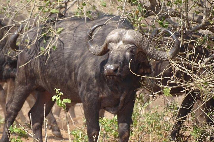Game drive og kort næsehorn