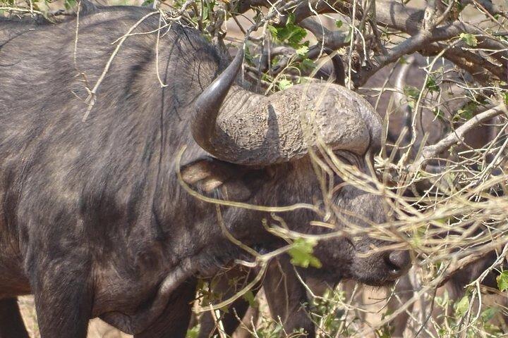Game drive og kort næsehorn