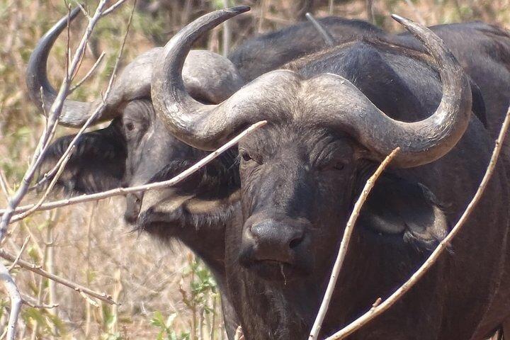 Game drive og kort næsehorn