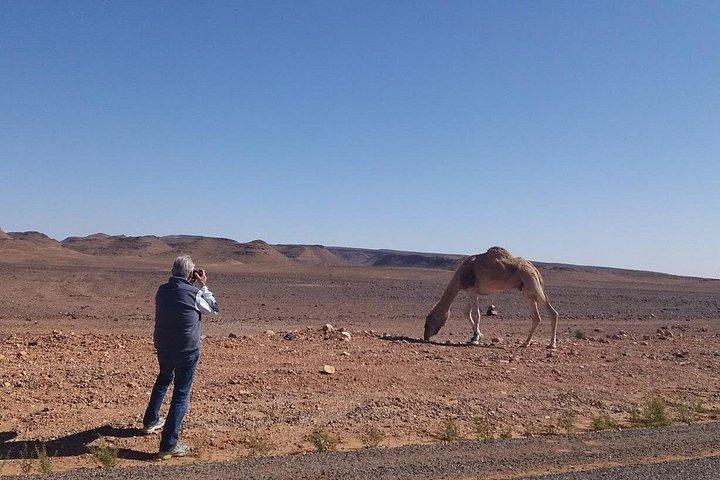 1 night in desert from Agadir