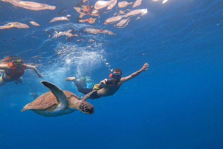 カヤック＆シュノーケルサファリ：テネリフェでイルカ＆カメを探す