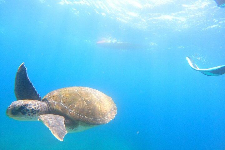 カヤック&シュノーケリングサファリ:テネリフェ島でイルカとウミガメを探そう