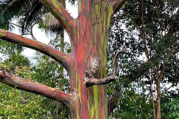 Excursão Terrestre em Maui