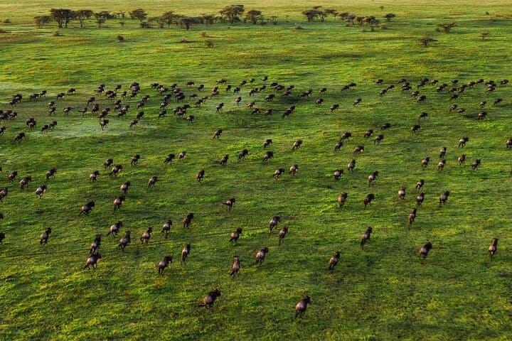 8 Days Small Group Tour in Kenya and Tanzania