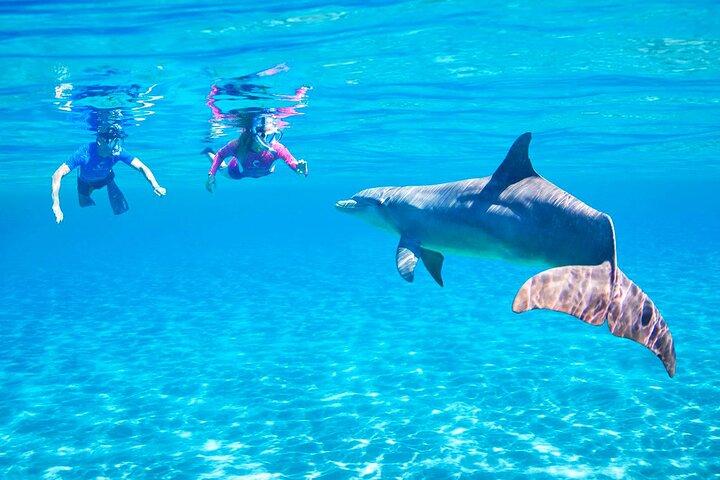 Hurghada Dolphin House Snorkeling Trip com almoço e transfer
