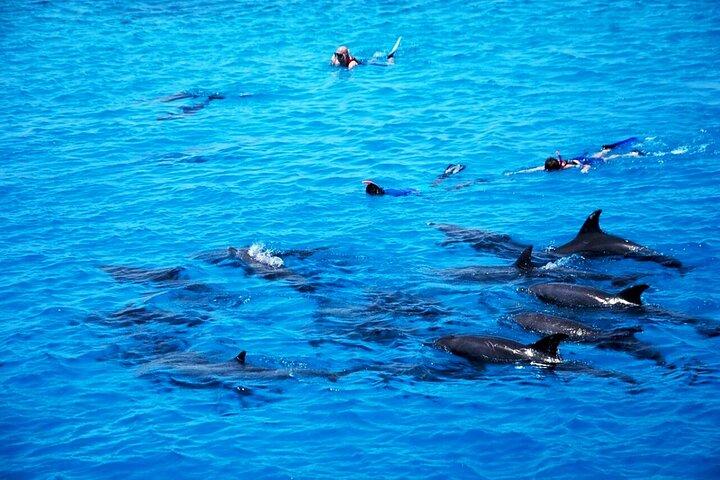 Hurghada Dolphin House Snorkeling Trip com almoço e transfer