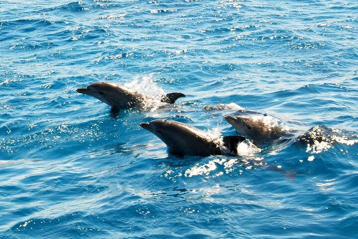 Hurghada Dolphin House Snorkeling Trip com almoço e transfer