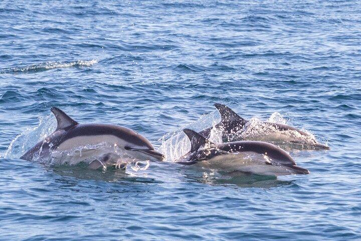 Lisbon: Dolphin Watching with Marine Biologist – Small Group