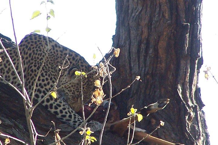 17-daagse privétour Buffalo Track Botswana