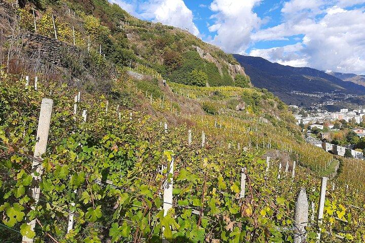 Privé wijntour: Terrasvormige wijngaarden met uitzicht op de Alpen vanuit Milaan