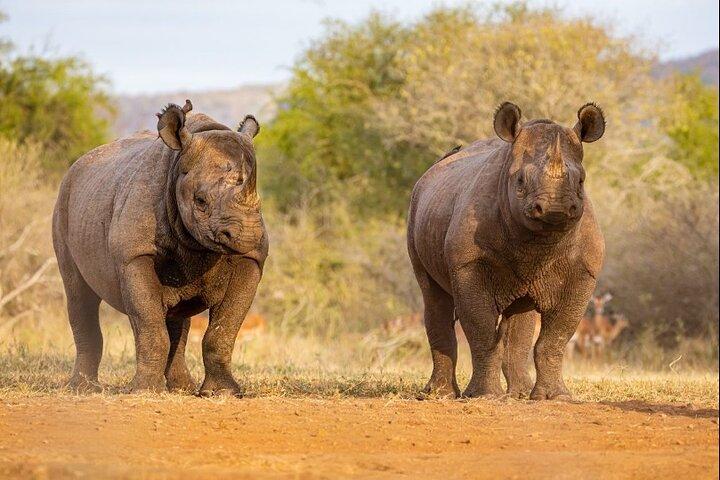 7-daagse Rhino Ngorongoro Crater Safari Tour
