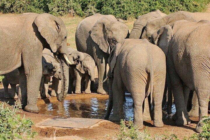 Excursion d'une journée à Addo Elephant Park