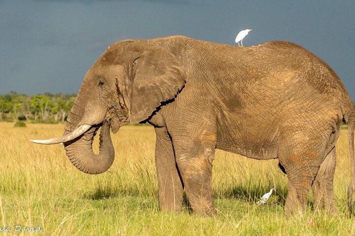 3 - Giorno Masai Mara Big Five Safari