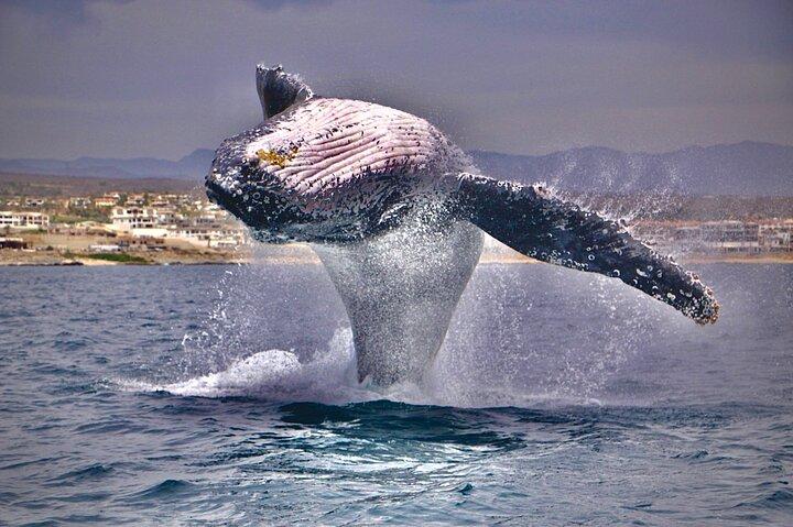 Esperienza di osservazione delle balene a Cabo San Lucas