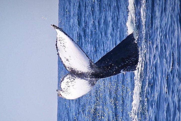 Whale Watching Experience in Cabo San Lucas