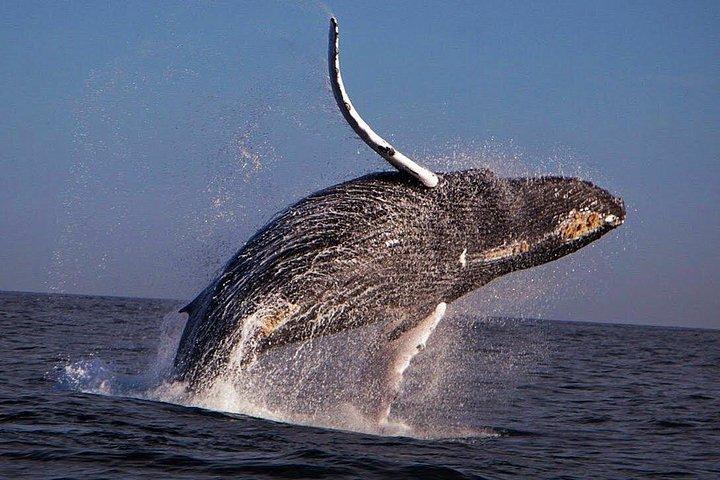 Whale Watching Experience in Cabo San Lucas