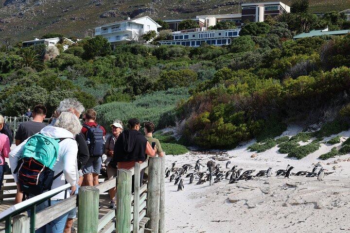 Cape Town: Kap det Gode Håb, Taffelbjerget og vinsmagningstur