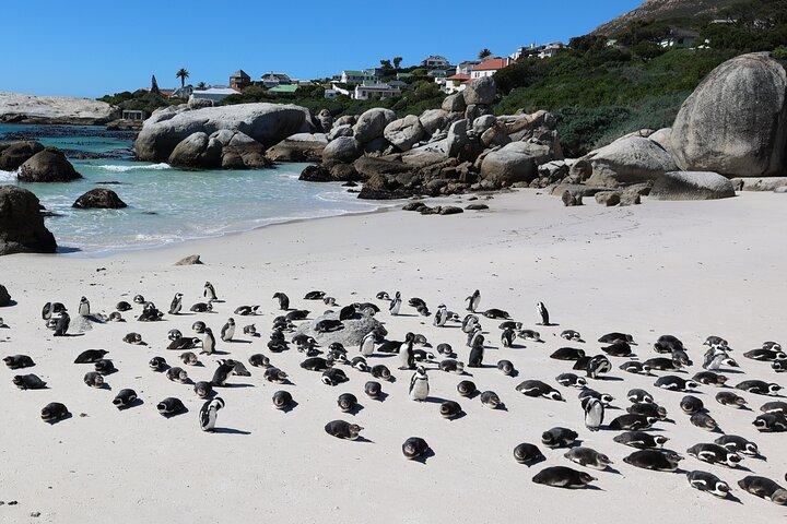 Cape Town: Kap det Gode Håb, Taffelbjerget og vinsmagningstur