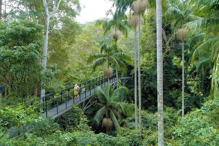 Tamborine Rainforest Skywalk + Bus Sali e Scendi da Brisbane