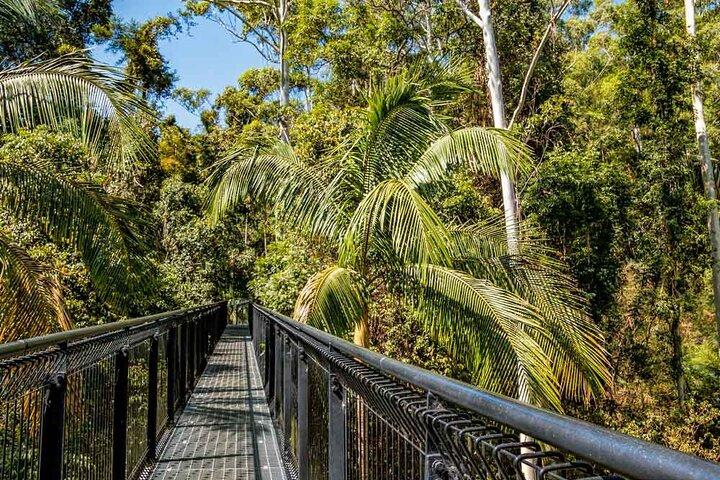 Tamborine Rainforest Skywalk + Bus Sali e Scendi da Brisbane