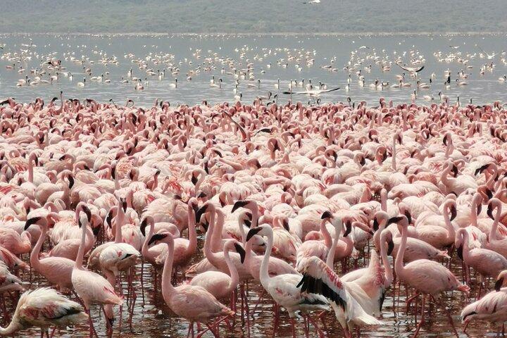 Excursion d'une journée au parc national du lac Nakuru De Nairobi